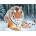 Norimpex - Puzzle Diamant painting: Tiger lying in the snow 30x40cm - 1 - 39 piese