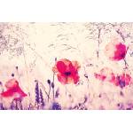DIMEX ART Флизелинов фототапет винтидж макове 375 x 250 см