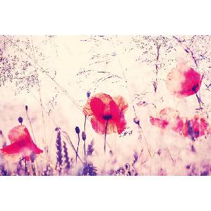 DIMEX ART Флизелинов фототапет винтидж макове 375 x 250 см