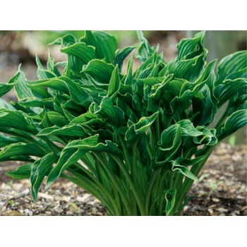 Hosta Praying Hands - Funkia, kont. 1 l