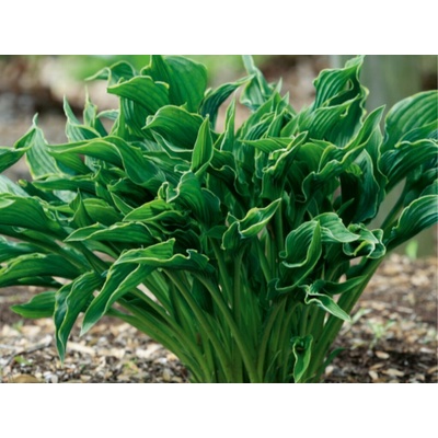 Hosta Praying Hands - Funkia, kont. 1 l