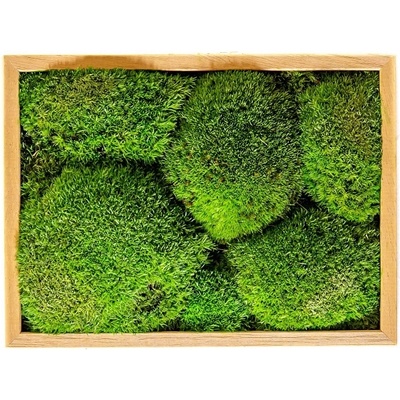 Gardners Mechový obraz 13x18 cm z kopečkového mechu, přírodní