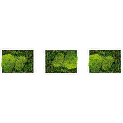 Gardners Set 3 mechových obrazů 13x18 kombinovaný mech kopečkový s plochým, bílá
