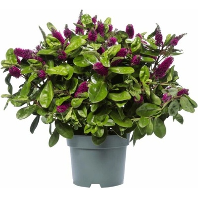 Hebe Hebedonna Alina, výška 20-30 cm, kvetináč 12 cm