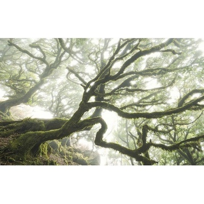 Komar Vliesová fototapeta The Forgotten Forest rozměry 400 x 250 cm