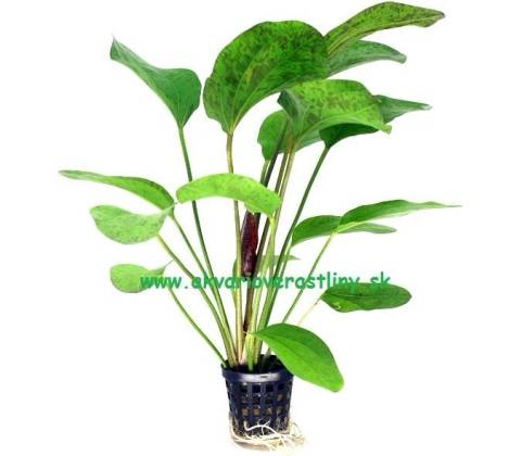 Echinodorus Red Flame