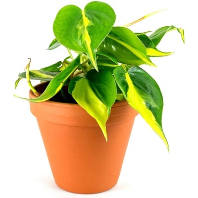 Gardners Philodendron scandens Brasil, průměr 12 cm Filodendron