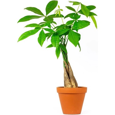 Gardners Pachira aquatica spletený kmen, průměr 12 cm Pachira vodní