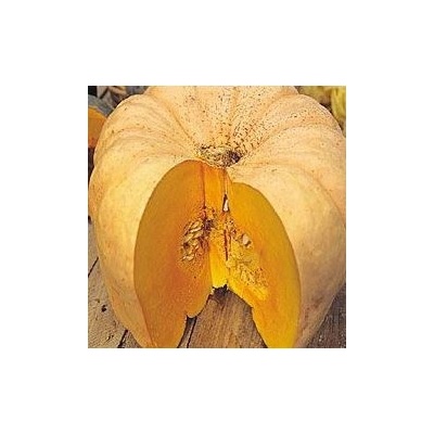 Tekvica Australian Butter - Cucurbita maxima - predaj semien - 5 ks