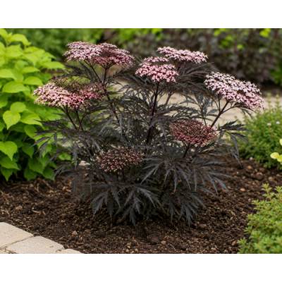 Baza čierna (Sambucus nigra) ´BLACK BEAUTY´ - výška 10-20 cm, kont. C2L