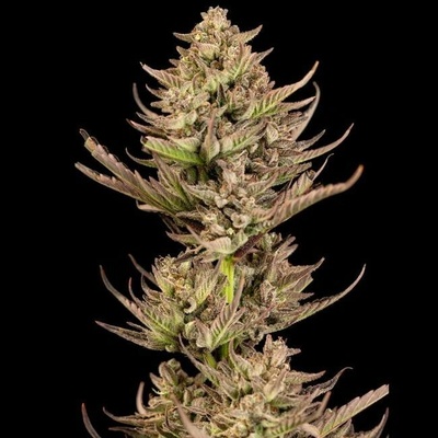Seedsman Purple Punch F1 Fast semienka neobsahujú THC 1 ks