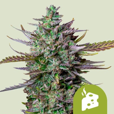 Royal Queen Seeds Blue Cheese Auto semena neobsahují THC 100 ks