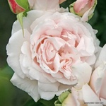 Kordes® Роза Constanze Mozart® - Parfuma® (Kordes®)