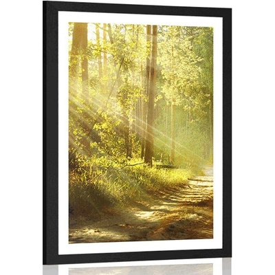 Plakát s paspartou sluneční paprsky v lese - 60x90 silver