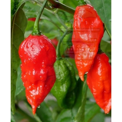 Семена от люти чушки сорт Призрачен ("Ghost" / Bhut Jolokia) 10 бр (610975)