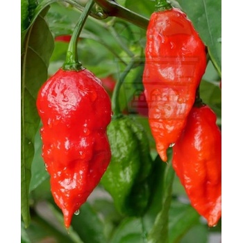 Image 1 of Семена от люти чушки сорт Призрачен ("Ghost" / Bhut Jolokia) 10 бр (610975)