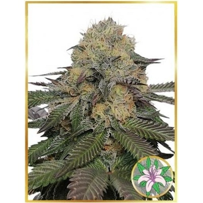 Mr. Hide Seeds Mr. Lili OG semena neobsahují THC 3 ks