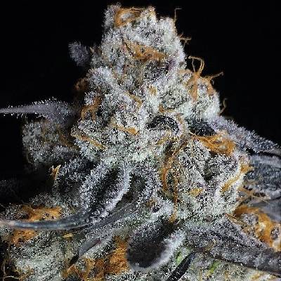 Big Head Seeds Crystal Gelato Semienka neobsahujú THC 10 ks