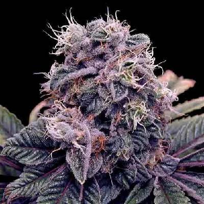 Spliff Seeds Blue Berry semena neobsahují THC 5 ks