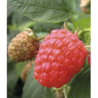 Malina BIO jesenná Hof: Obst Rubus idaeus 'Aróma Queen' 30-40 cm kvetináč 3,4 l