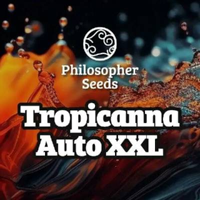Philosopher Seeds Tropicanna Auto XXL semena neobsahují THC 3 ks