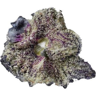 Highbreed Seeds Gomu Gomu Mango Auto semienka neobsahujú THC 12 ks