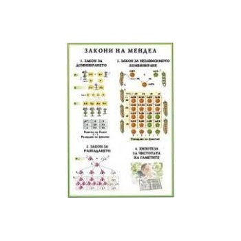 Учител bg Закони на Мендел А3