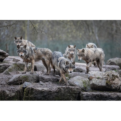 Plagát, Obraz - Wolf - Grey Wolves, 120 × 80 cm