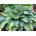Hosta "June"