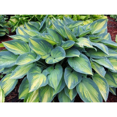 Hosta "June"