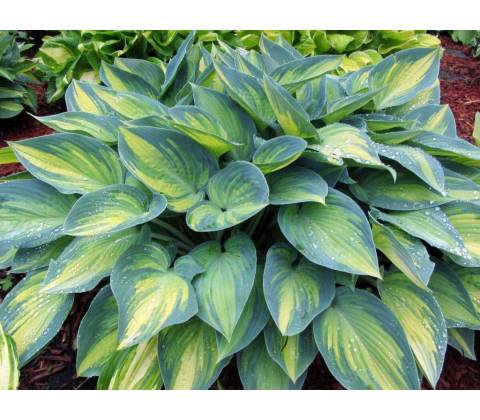 Hosta "June"