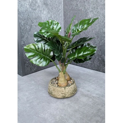 Monstera v keramickom kvetináči 168 33cm