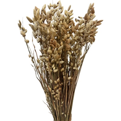 Sušená třesavá tráva Briza přírodní natural svazek 90g-95g