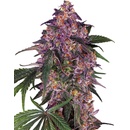 Sensi Seeds Sensi Purple Kush semena neobsahuji THC 3 ks