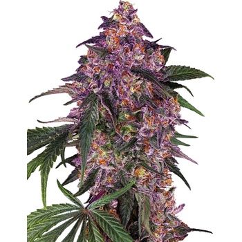 Sensi Seeds Sensi Purple Kush semena neobsahuji THC 3 ks