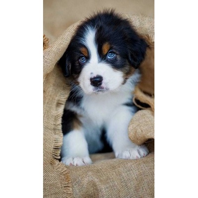 - Puzzle Diamant painting: Bernese mountain dog puppy 30x40cm - 1 - 39 piese