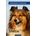 Sheltie
