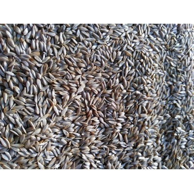 Microgreens Salát Blonde De Paris na microgreens 50 g