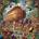 Norimpex - Puzzle Diamant painting: Building Noah's Ark 30x40cm - 1 - 39 piese