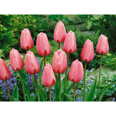 Tulipán Pink Impression 7 ks v balení