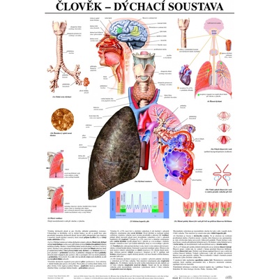 SCIENTIA Dýchací soustava - anatomický plakát