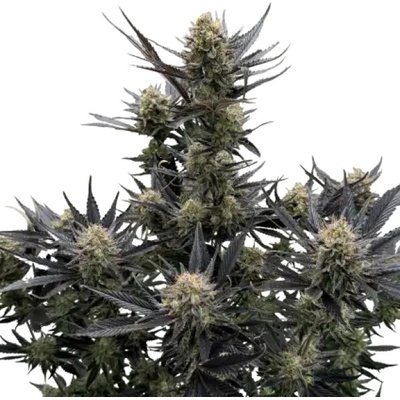Fast Buds Guava Auto RF3 semienka neobsahujú THC 3 ks