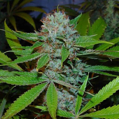 Soma Seeds Buddha´s Sister semena neobsahují THC 10 ks