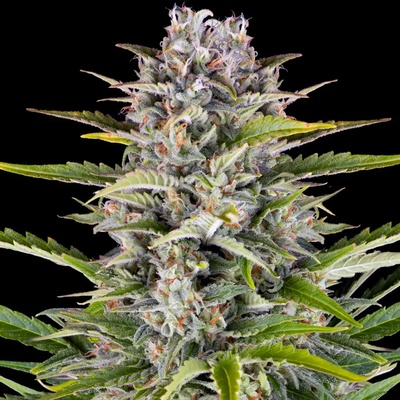 Barney's Farm Gorilla Zkittlez AUTO semena neobsahují THC 10 ks