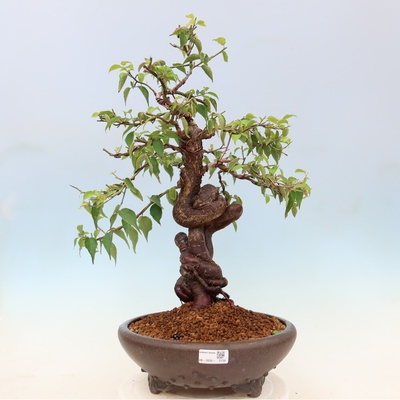 e-bonsai Venkovní bonsai -Japonská meruňka - Prunus Mume