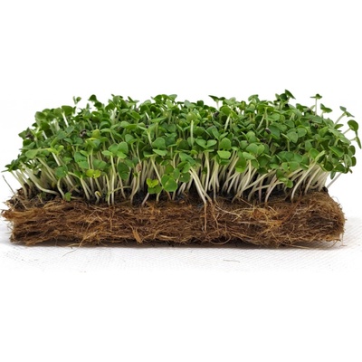 semínka na klíčky a microgreens Bazalka zelená Váha: 100 g