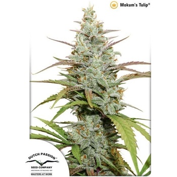 Dutch Passion Mokum’s Tulip semena neobsahují THC 3 ks