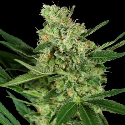 Sensi Seeds Research Pumpkin Spice semienka neobsahujú THC 1 ks