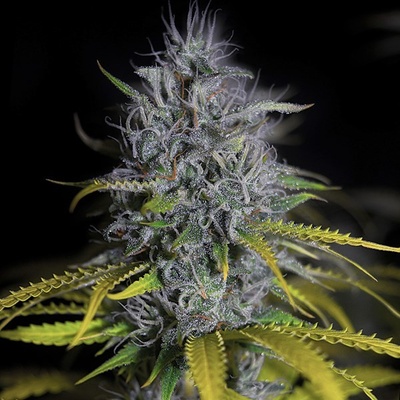 G13 Labs Seeds Blue OG semena neobsahují THC 5 ks