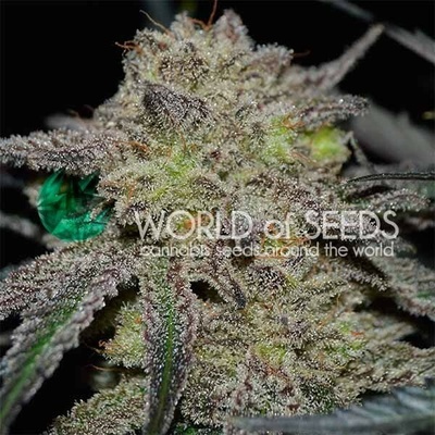 World of Seeds Tonic Ryder Auto CBD semienka neobsahujú THC 12 ks